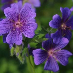 Meet your Posher, Henry